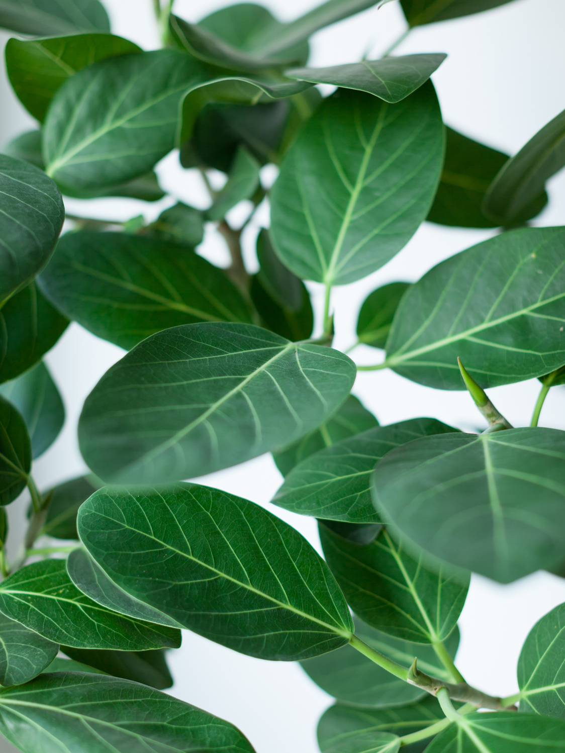Houseplant Rubber Tree leaves