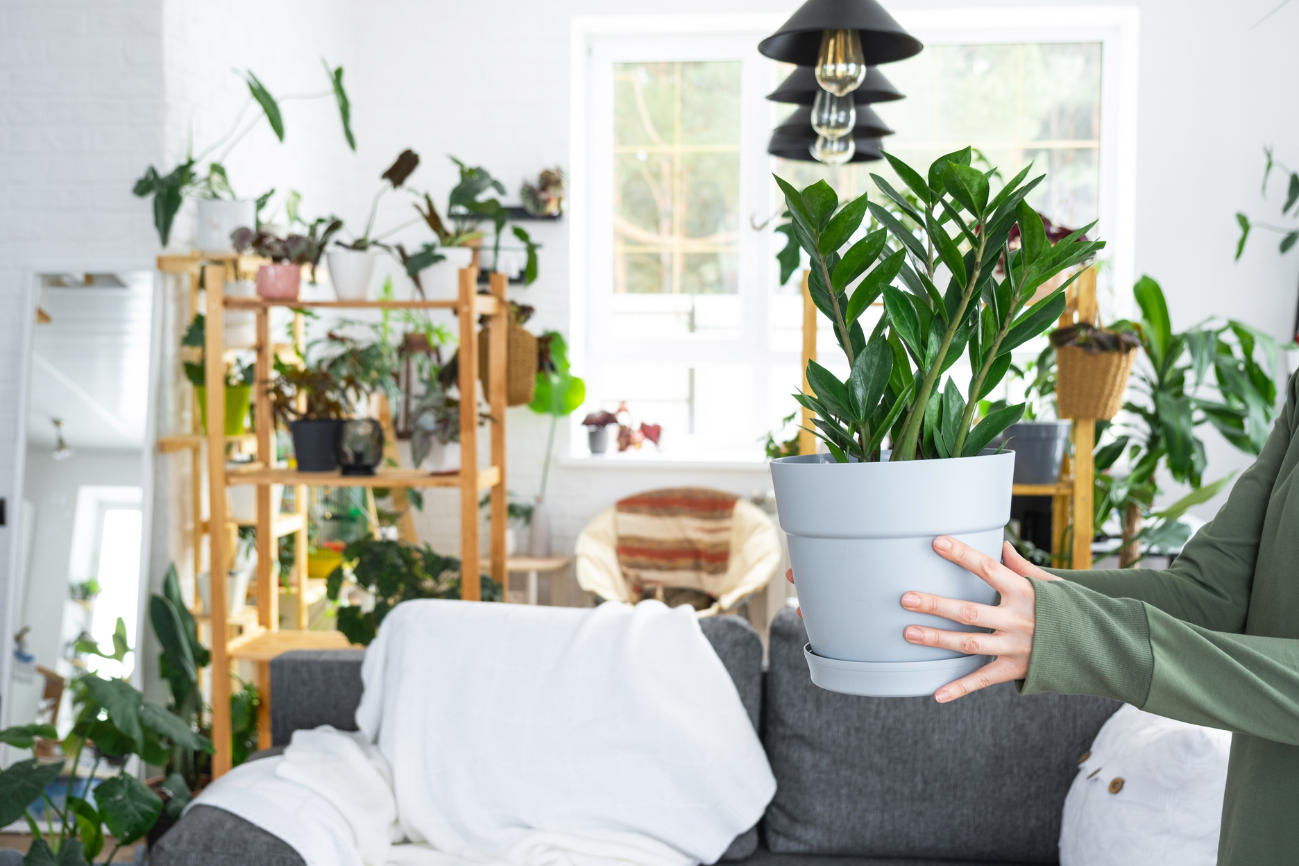 Unpretentious and popular Zamioculcas in the hands of a woman in the interior of a green house with shelving collections of domestic plants. Home crop production