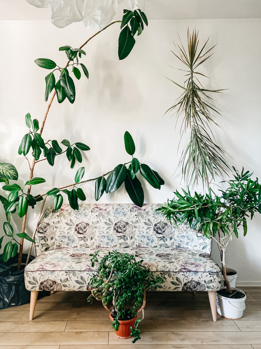 Photo of Houseplants Near Floral Sofa